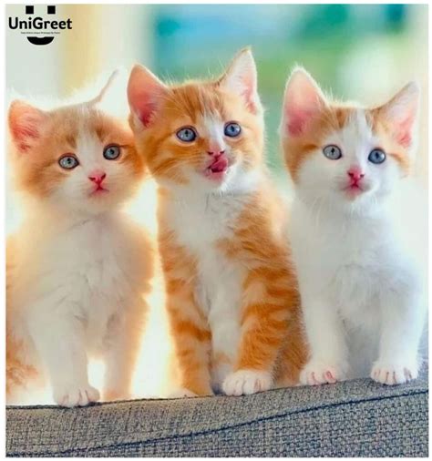 Very Cute Cat Images For Whatsapp Dp Profile Picture Cat Instagram Dp Pic