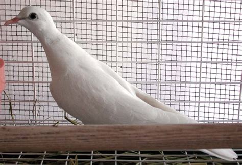 Ringneck Dove Facts, Pet Care, Behavior, Diet, Price, Pictures