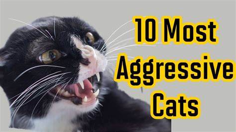 TOP 10 MOST AGGRESSIVE CAT BREEDS. - YouTube