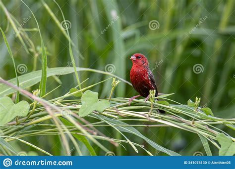 Nature Wildlife Image Of Male Red Avadavat Amandava Amandava Sitting