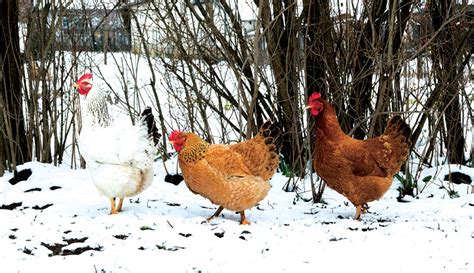 A Guide To Caring For Chickens In Cold Weather Hobby Farms