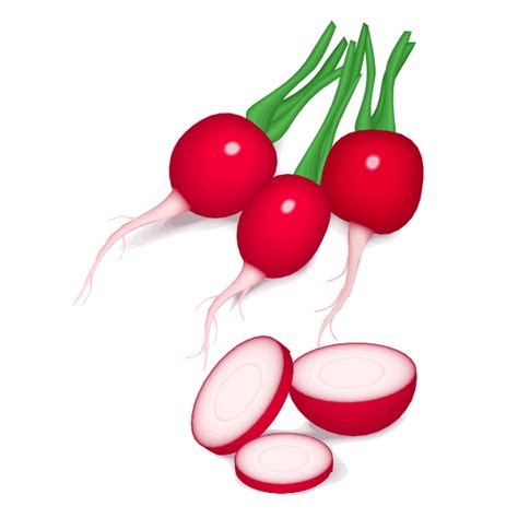 Radishes Vector Image Free Svg