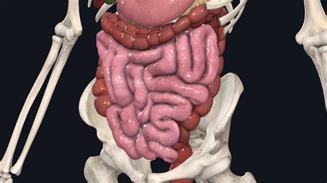 Large Intestine Length And Diameter | Bruin Blog