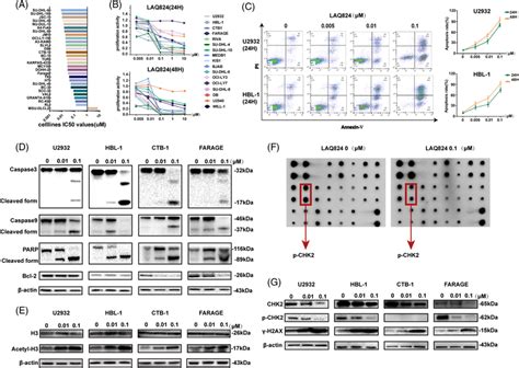 LAQ824 Inhibited Proliferation And Induced Apoptosis In Diffuse Large