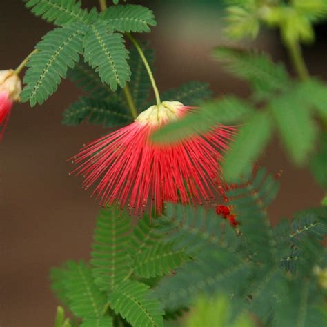 Albizia Julibrissin Rouge De Tuili Re Arbre Soie Aux Fleurs Rouges