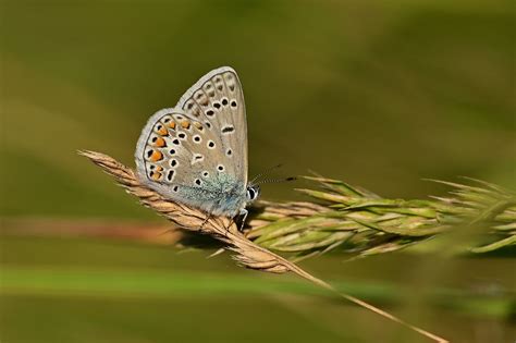 Borboleta Azul Comum Plantar Foto Gratuita No Pixabay Pixabay