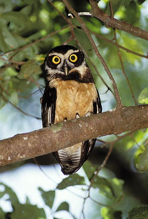 South American Spectual Owl Owls Photo 9349463 Fanpop