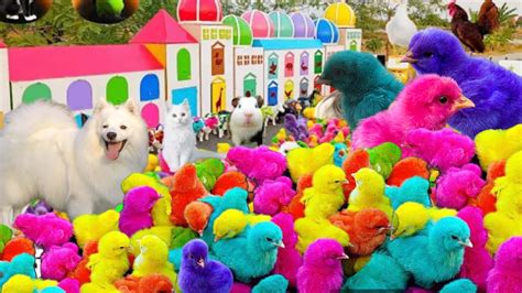 Wow...Tangkap Ayam Lucu, Ayam Warna Warni, Catch cute chickens ...