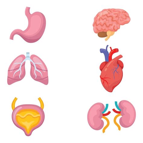 Premium Vector Vector Cartoon Human Organs Set