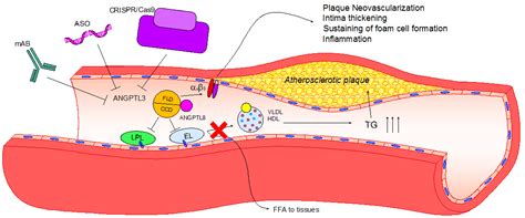 JCDD Free Full Text Angiopoietin Like 3 ANGPTL3 And