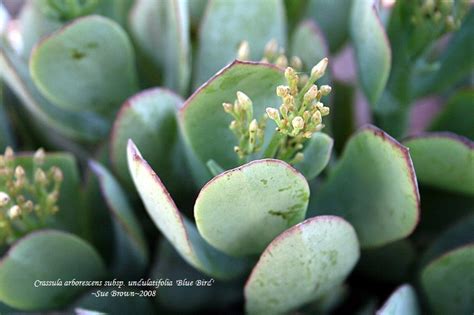 Plantfiles Pictures Crassula Ripple Jade Blue Bird Crassula