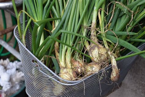 Cómo plantar cebolletas en casa fácilmente