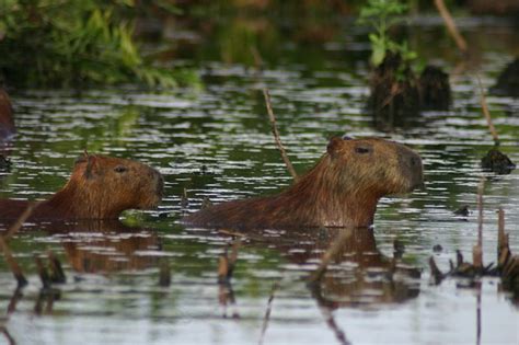 Capybara Swimming – Capybara