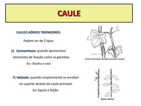 Ppt Morfologia Da Videira Powerpoint Presentation Id