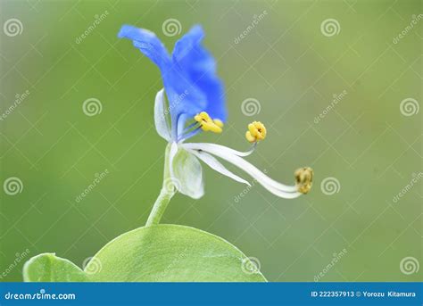 Asiatic Dayflower Stock Image Image Of Close Grass 222357913