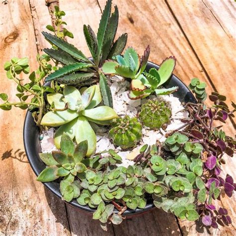 How To Trim Prune Succulents Successfully Succulent City