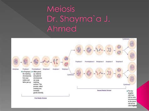 Pdf Meiosis Sex Differences University Of · Pdf Filecompare