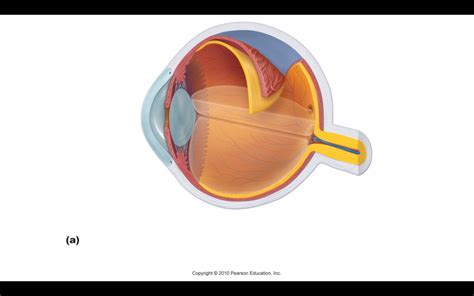 Interior Eye Diagram Quizlet