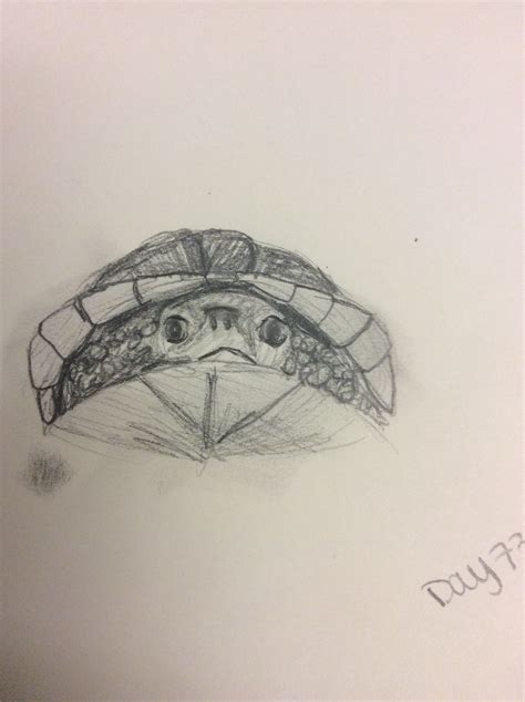 how do you turtle scared for beginners 1