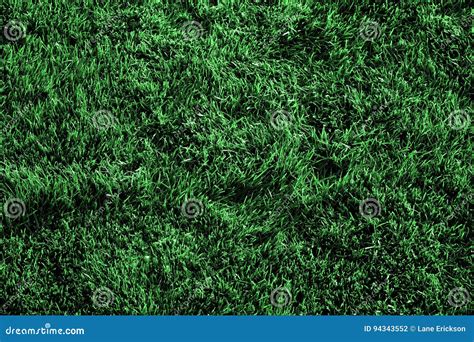 Grass Growing Lush Green Lawn Stock Photo - Image of fresh, botany ...