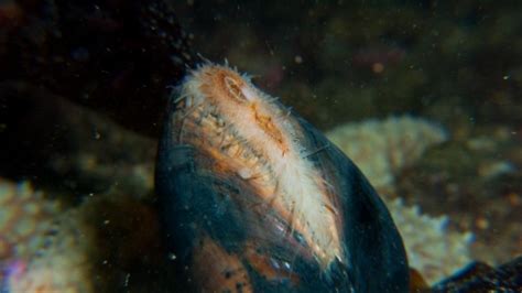 Ocean quahog | Cornwall Wildlife Trust