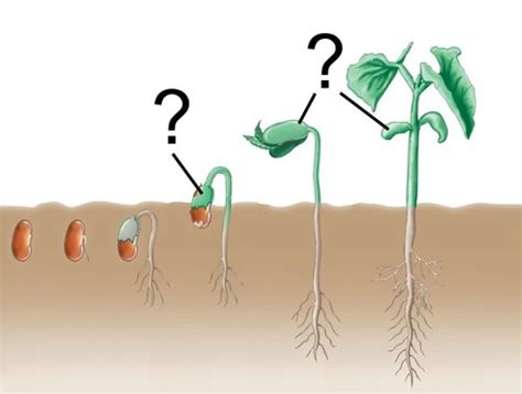 Lab 14 Plant Diversity III Angiosperms The Flowering Plants