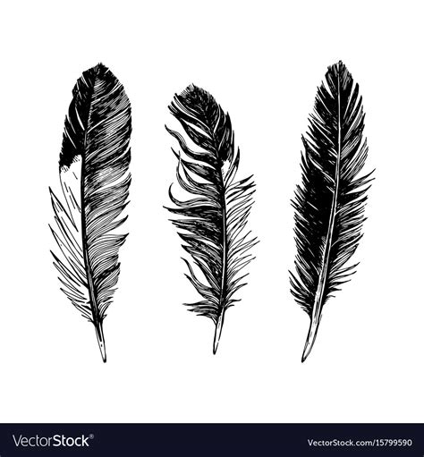 3 Hand Drawn Black And White Feathers Royalty Free Vector