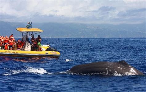 Azores Whale Watching Terra Azul Vila Franca Do Campo Ce Qu