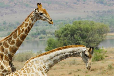 Images Gratuites Aventure Faune Sc Nique Mammif Re Savane Girafe