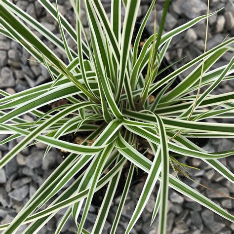 Carex Oshimensis Evercolor® ‘everest Japanese Sedge Uspp 20955 4