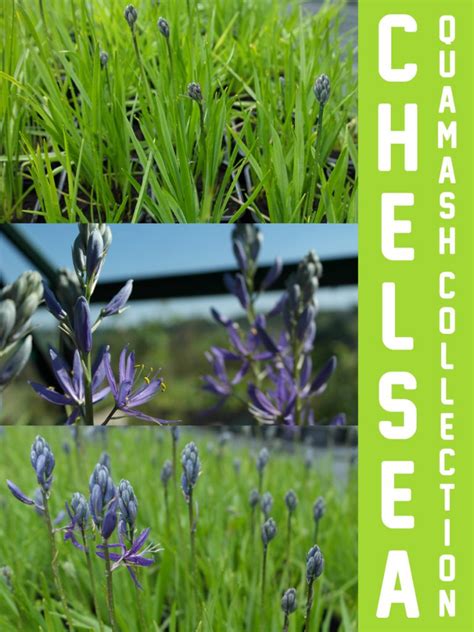 Camassia Quamash Blue Melody Hare Spring Cottage Plants