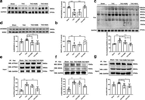 Exogenous Nadph Exerts A Positive Inotropic Effect And Enhances Energy