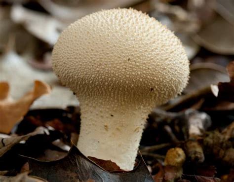 Lycoperdon Perlatum Common Puffball Identification