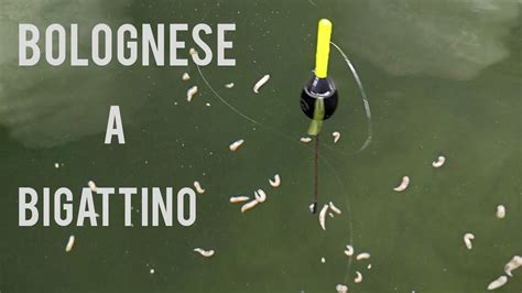 Pesca A Bolognese In Porto Con Il Bigattino Youtube