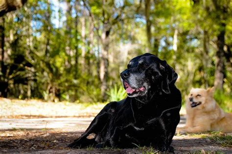 Bloodhound Lab Mix Info Pictures Care And More Dogster