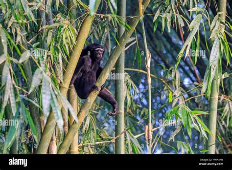 India, Tripura state, Gumti wildlife sanctuary, Western hoolock gibbon (Hoolock hoolock), adult ...