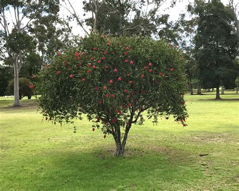 Callistemon Citrinus Splendens Gardensonline