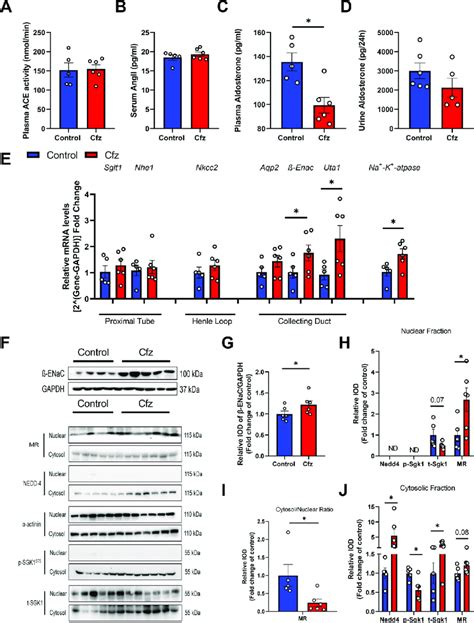 Carfilzomib Increased Collecting Duct Transporters Gene Expression And