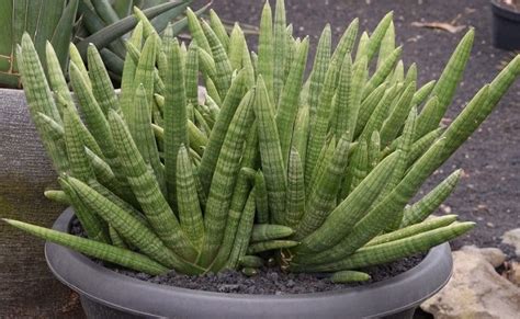 LENGUA DE SUEGRA Planta Caracteristicas Cuidados Y Cultivo