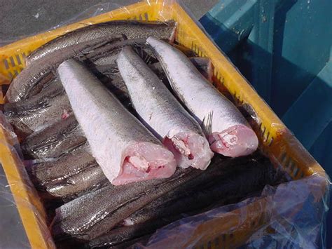 Pacific Hake Productscanada Pacific Hake Supplier