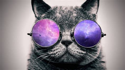 Gray Cat Digital Wallpaper Artwork Digital Art Cat Glasses Hd