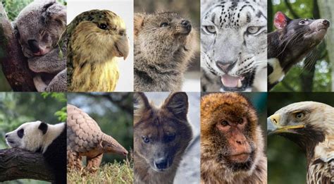 Les Animaux Menac S Et En Voie De Disparition Conservation Nature