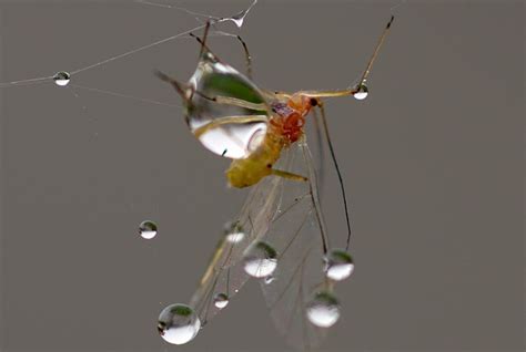 Teia De Aranha Orvalho Cair Foto Gratuita No Pixabay Pixabay