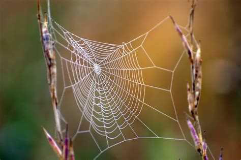 5 Fascinating Uses of Spider Silk | Discover Magazine