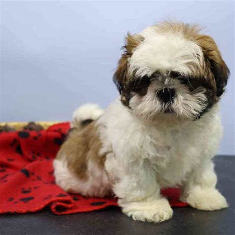 Shih Tzu Puppy For Sale Heart String Healthy Puppies