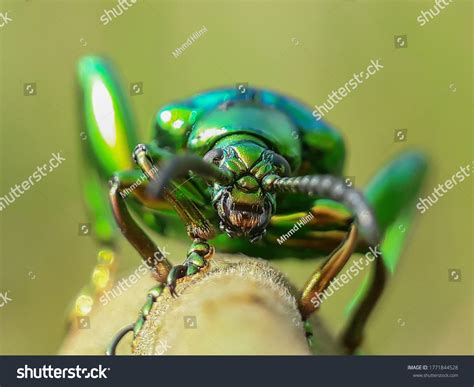 Chrysolina Cerealis Rainbow Leaf Beetle Snowdon Stock Photo 1771844528