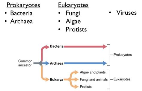 Microbiology Exam Flashcards Quizlet