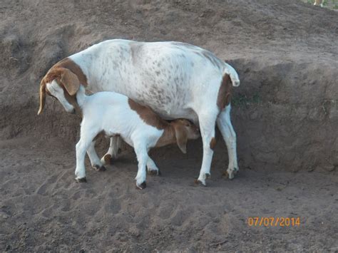 Otis Is Our Future Breeder Buck He Already Sired At 5 Months Old He