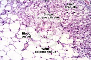 Rat Multilocular Adipose Tissue Transverse Section X