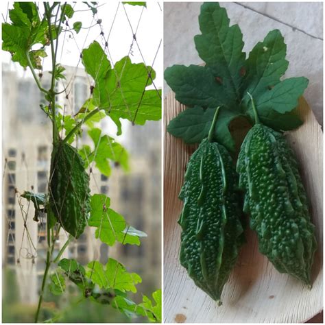 Growing Bitter Gourds In Pots Growing Karela Vanita S Corner